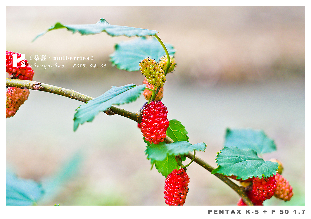 《桑葚.mulberries》（图ZODk2MDQ1Ng==） - 产品摄影 - 站酷设计师haodychou原创素材 - 站酷ZCOOL