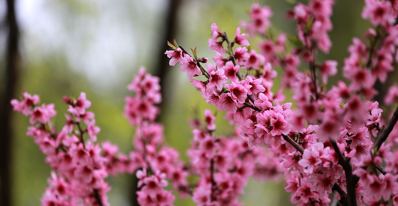 花儿与少年！！！（图ZMjk2MzcxNTA4） - 风光摄影 - 站酷设计师三五三十伍原创素材 - 站酷ZCOOL