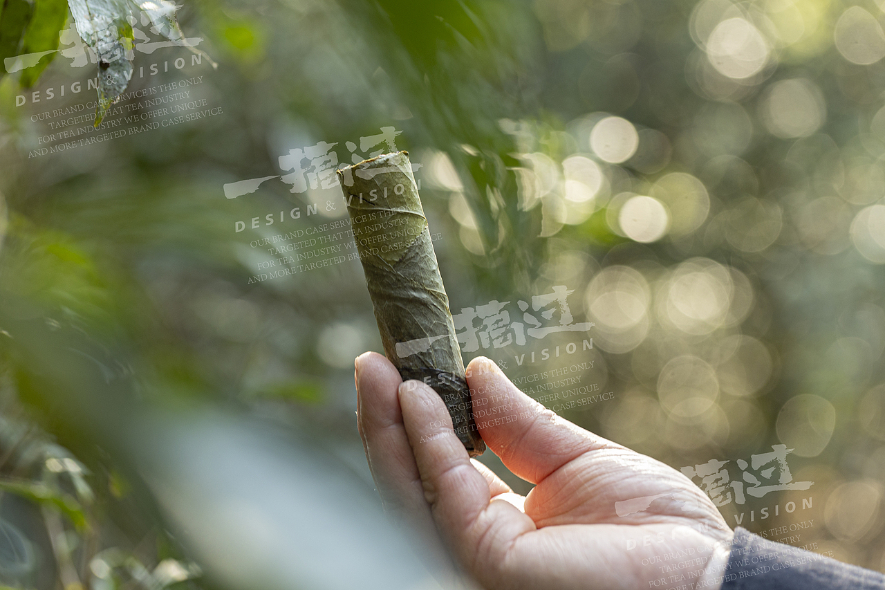 茶山行外景拍摄