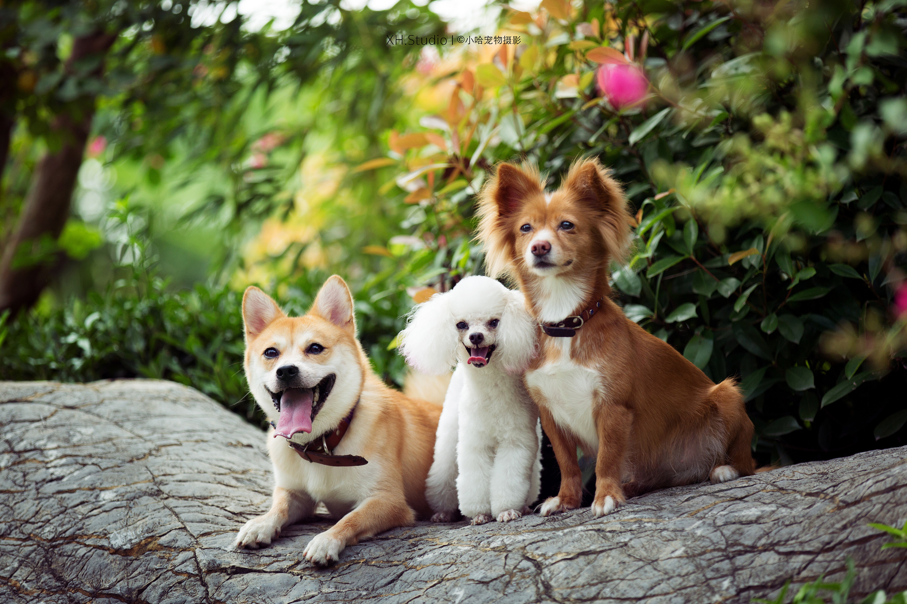 合集三【小哈宠物摄影】