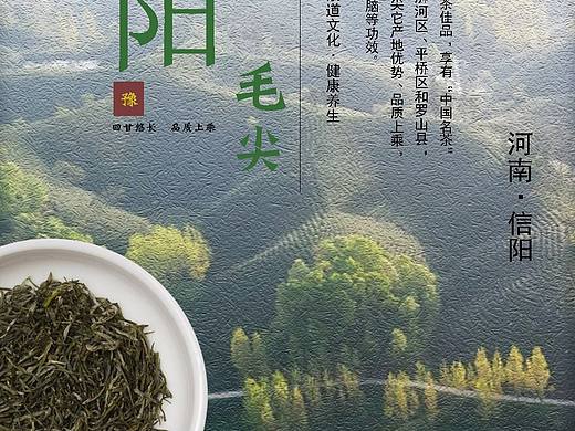 信阳毛尖