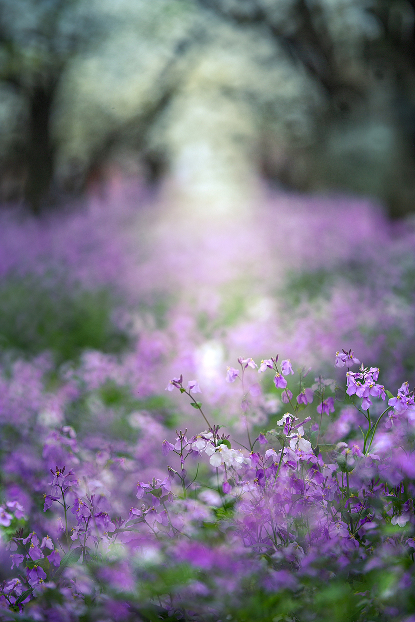 梨兰会（图ZMzY2MzQyNjAw） - 风光摄影 - 站酷设计师一切kkk原创素材 - 站酷ZCOOL