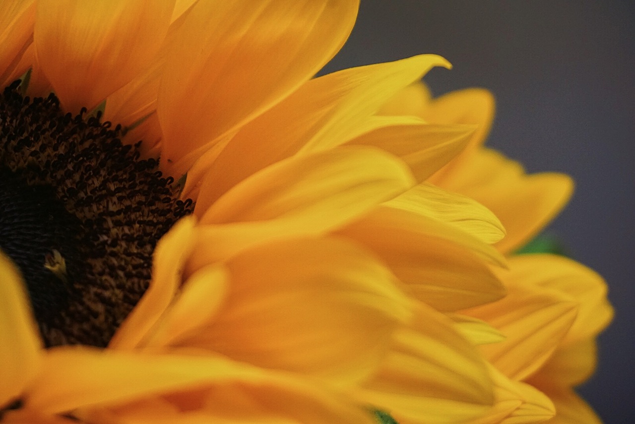 向日葵（图ZMjE1NzUxNjUy） - 产品摄影 - 站酷设计师大小傻子xin原创素材 - 站酷ZCOOL