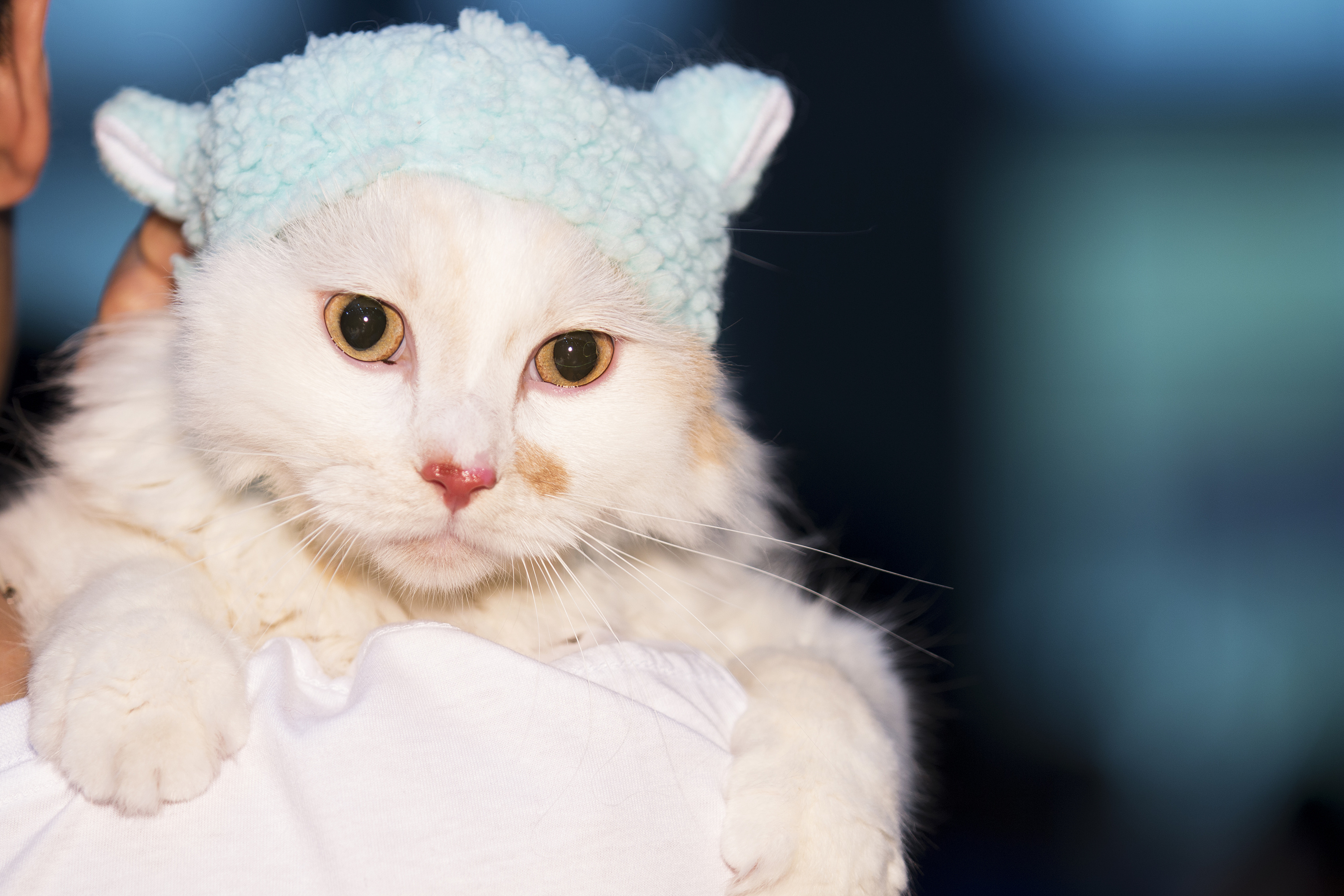 戴帽子的宠物猫