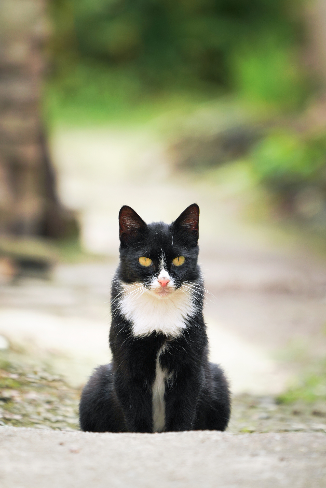 戴白围脖的奶牛猫