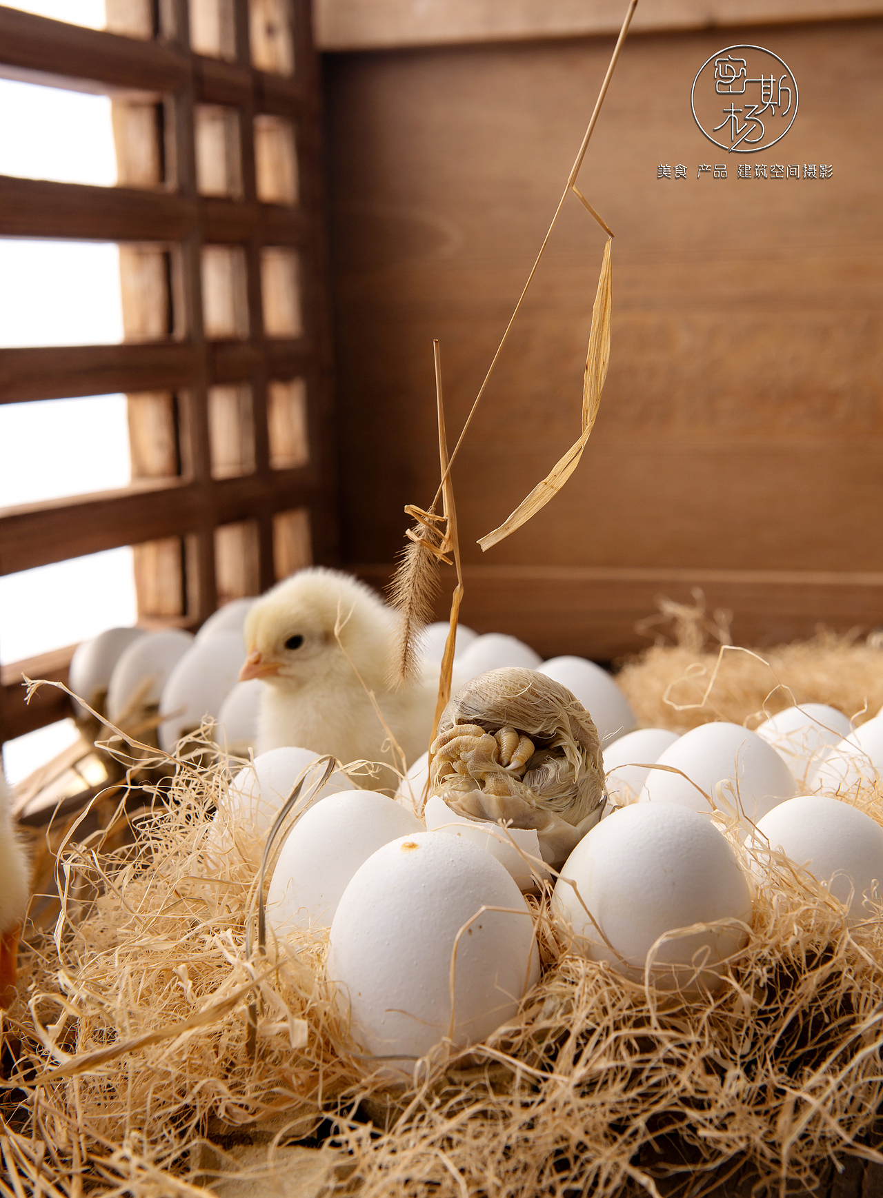 鸡胚胎蛋~活珠子~毛蛋和小鸡们