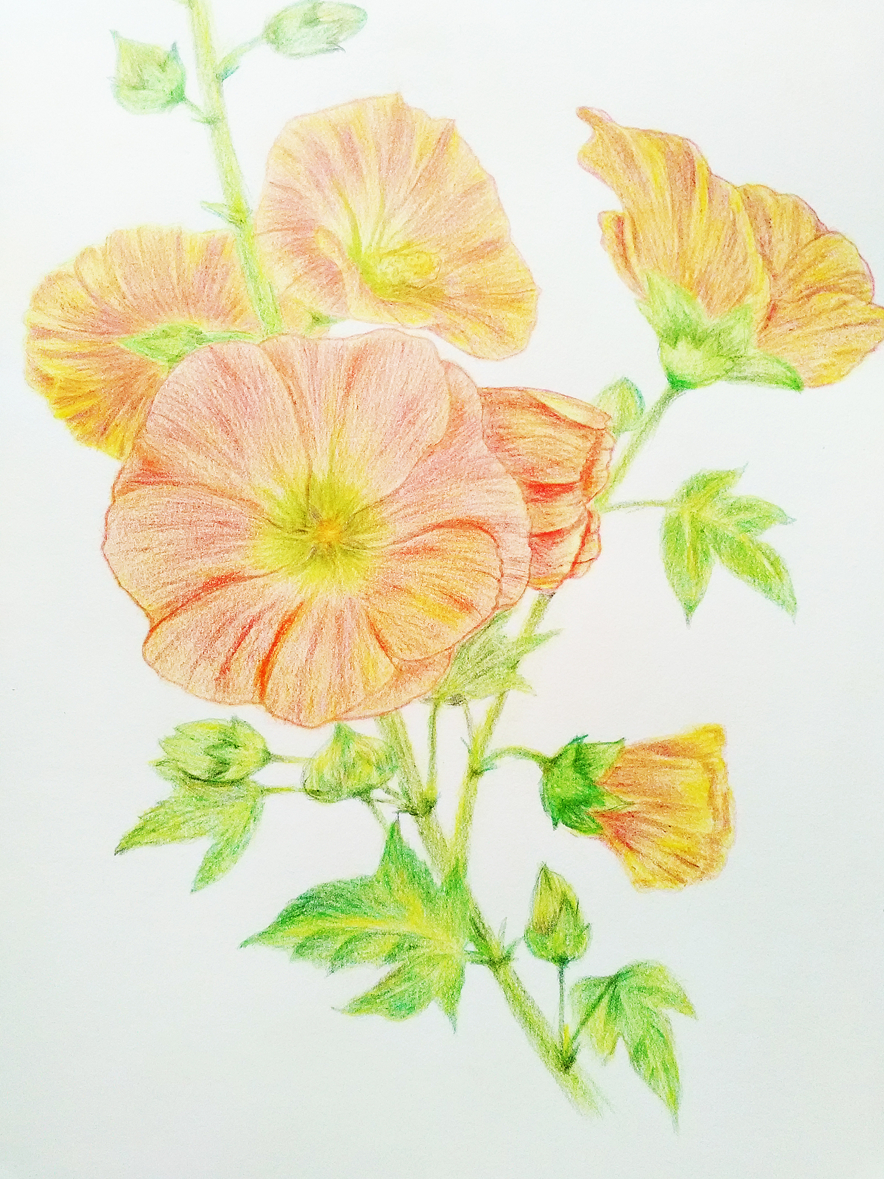 花卉彩铅|平面|图案|陈杜兔兔_原创作品-站酷zcool