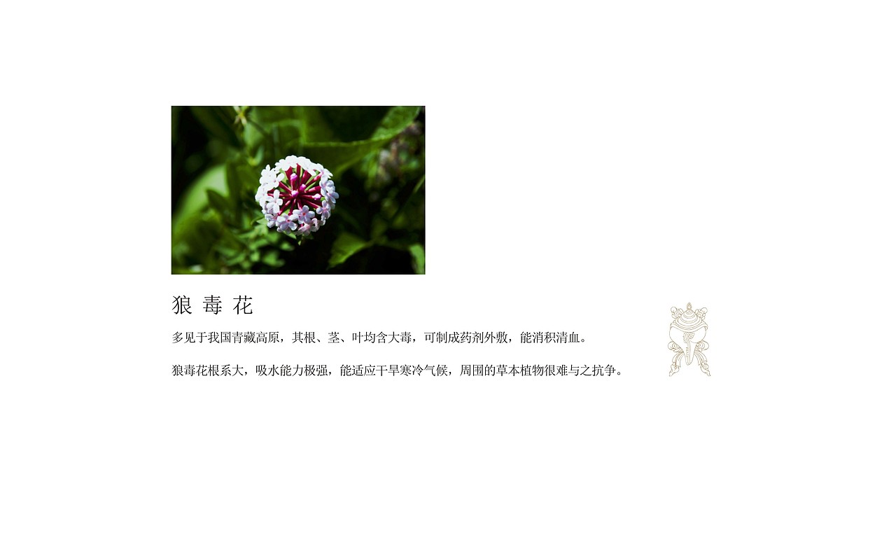 格桑花提案-老何设计-何仕泽