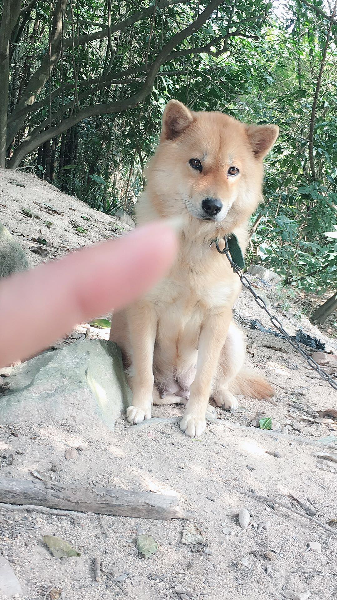 爷爷和奶奶养的土狗（图ZMTA1NDY3MTk2） - 宠物摄影 - 站酷设计师傻傻猫原创素材 - 站酷ZCOOL