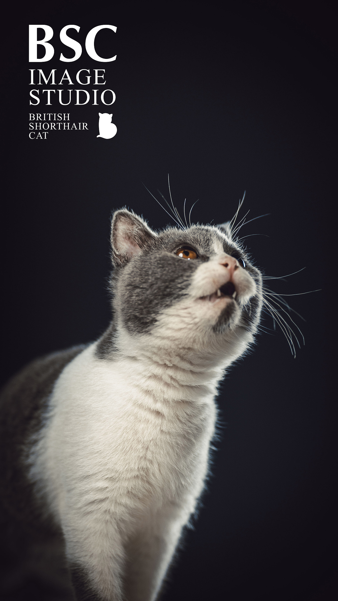 英短猫肖像丨八万（图ZMTQ0NDU3OTc2） - 宠物摄影 - 站酷设计师英短图片社原创素材 - 站酷ZCOOL