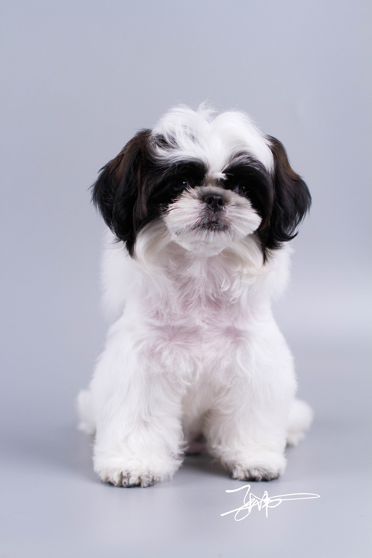 西施犬（图ZMjg5NjE1OTQw） - 宠物摄影 - 站酷设计师铲屎官小分队原创素材 - 站酷ZCOOL
