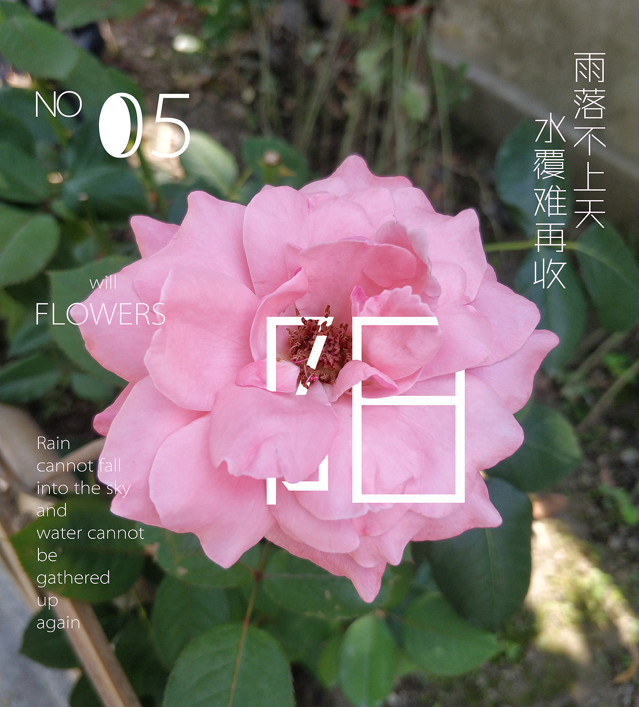 雨后却斜阳，杏花零落香（图ZMTE4MjQ5NTAw） - 产品摄影 - 站酷设计师胡虎虎胡红原创素材 - 站酷ZCOOL