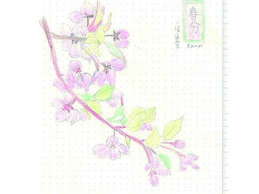 彩铅手绘