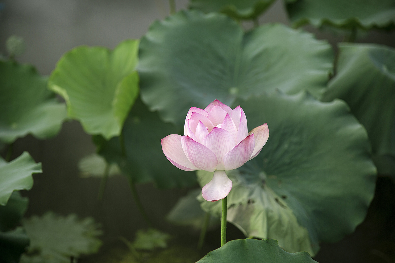 深圳洪湖公园荷花