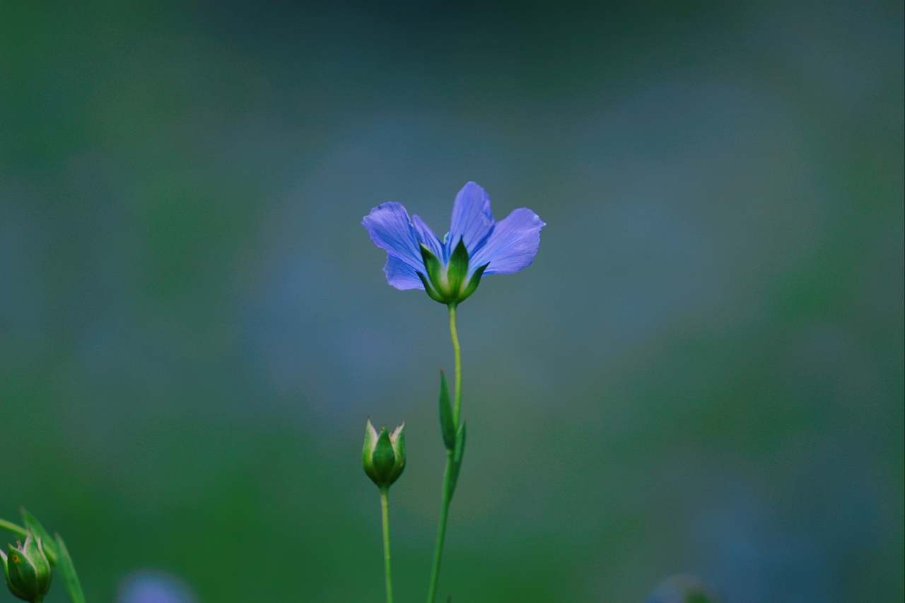 胡麻（图ZMjE2MTE0NTI4） - 风光摄影 - 站酷设计师Z92604112原创素材 - 站酷ZCOOL