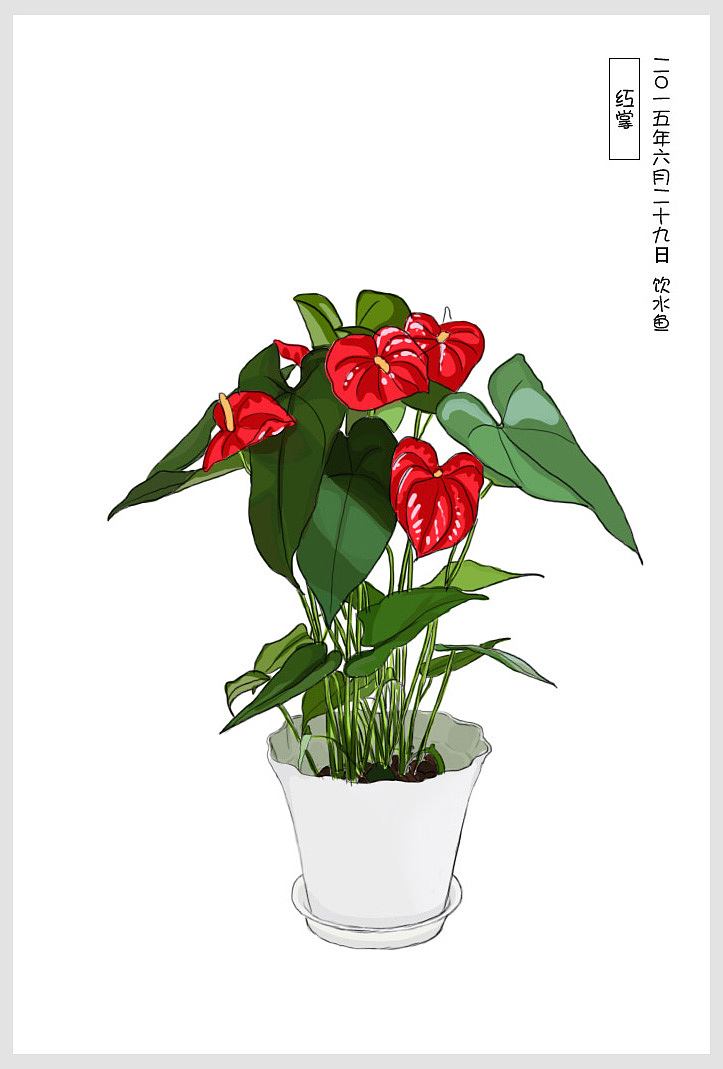 手绘常见室内小盆栽