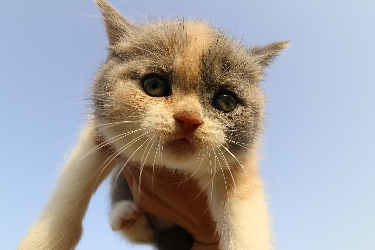 903英短三花-母-五粉 沐米猫舍  英短三花