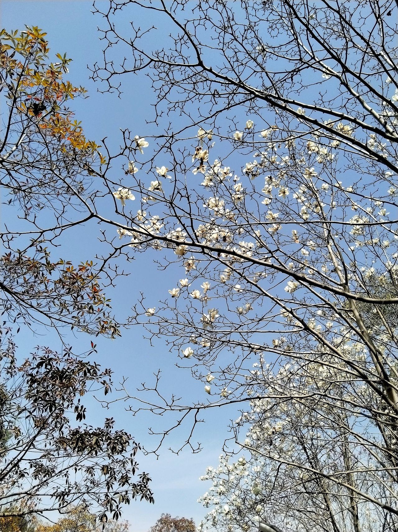 3月实拍！宝山.虎林园（图ZMzY0ODMzMjgw） - 风光摄影 - 站酷设计师东逛西摄原创素材 - 站酷ZCOOL