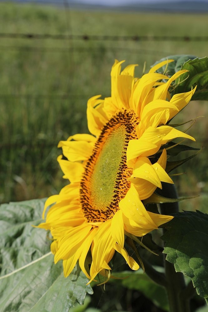 向日葵（图ZMTExMjUyMzI=） - 产品摄影 - 站酷设计师行走的音符原创素材 - 站酷ZCOOL