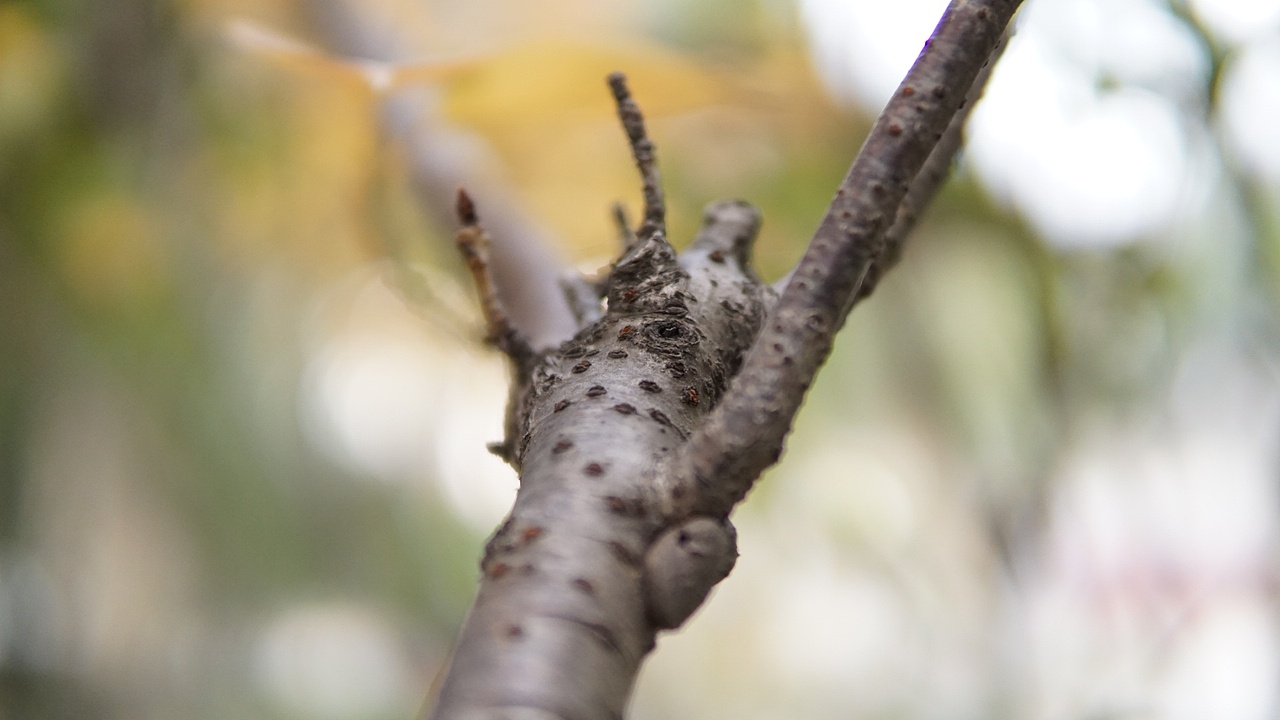 #颜色#冬日里的那一抹黄