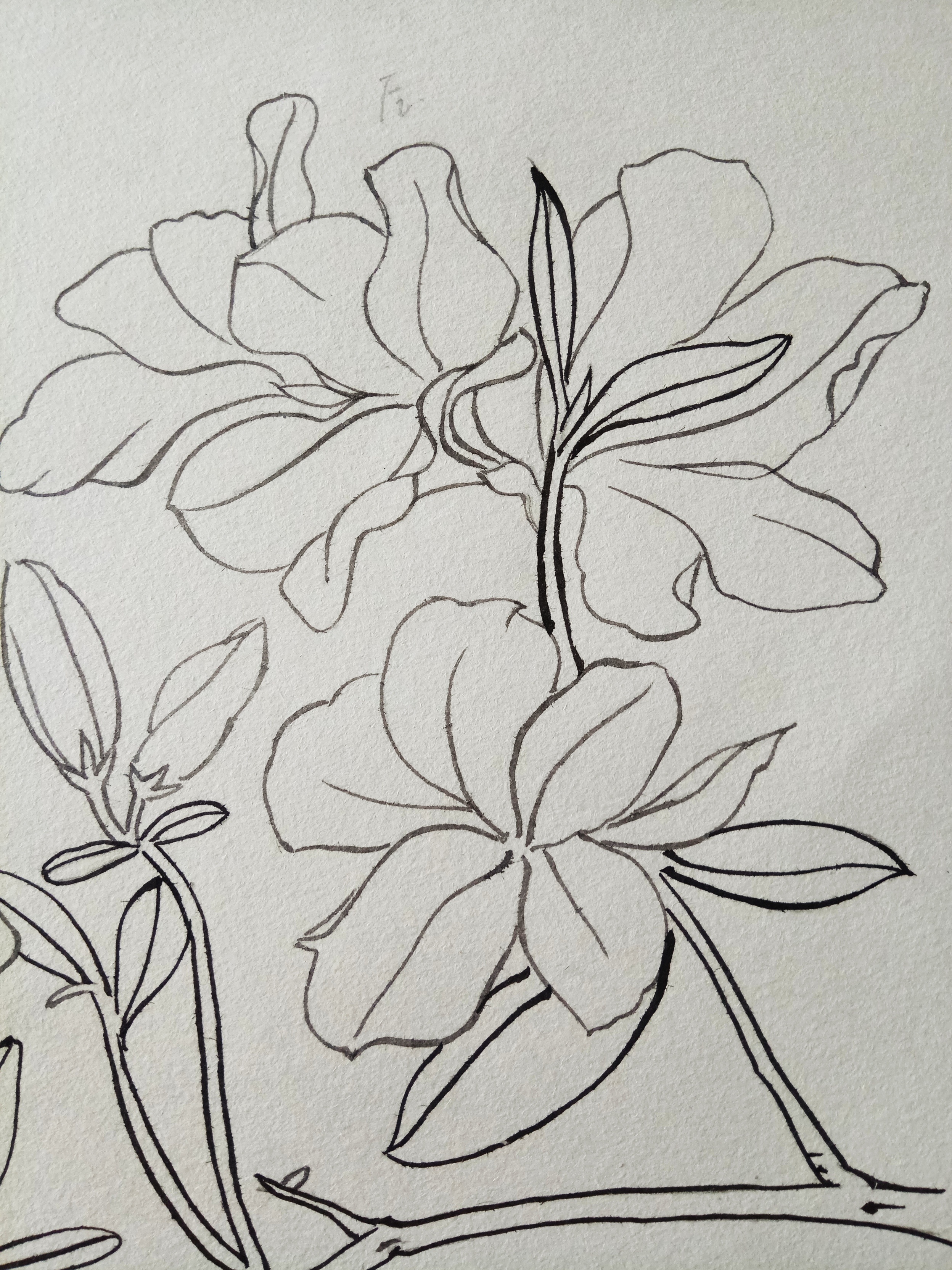 白描花卉|纯艺术|绘画|阁主lydia_原创作品-站酷zcool