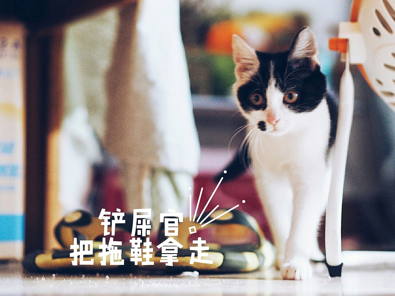 喵大人与铲屎官