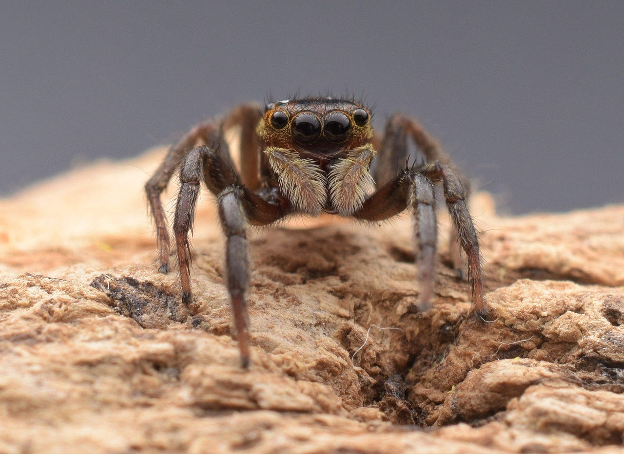 小跳蛛花蛤沙蛛