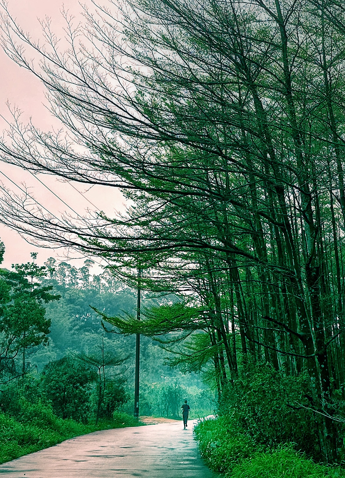 绿（图ZMzM2NTUxNzQw） - 风光摄影 - 站酷设计师阿庸77原创素材 - 站酷ZCOOL