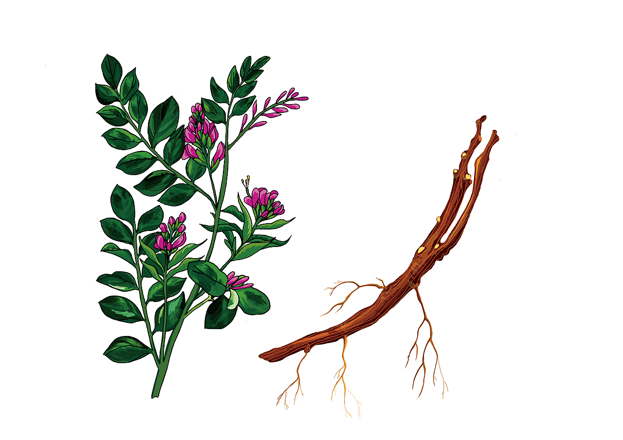 老城隍庙-(甘草)