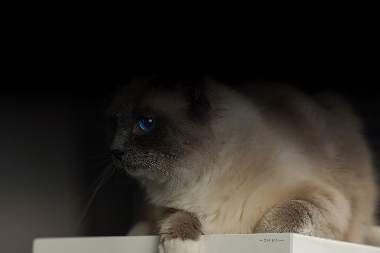 宠物摄影源计划-Niko（图ZMjU5NDkwOTEy） - 宠物摄影 - 站酷设计师至牧原创素材 - 站酷ZCOOL