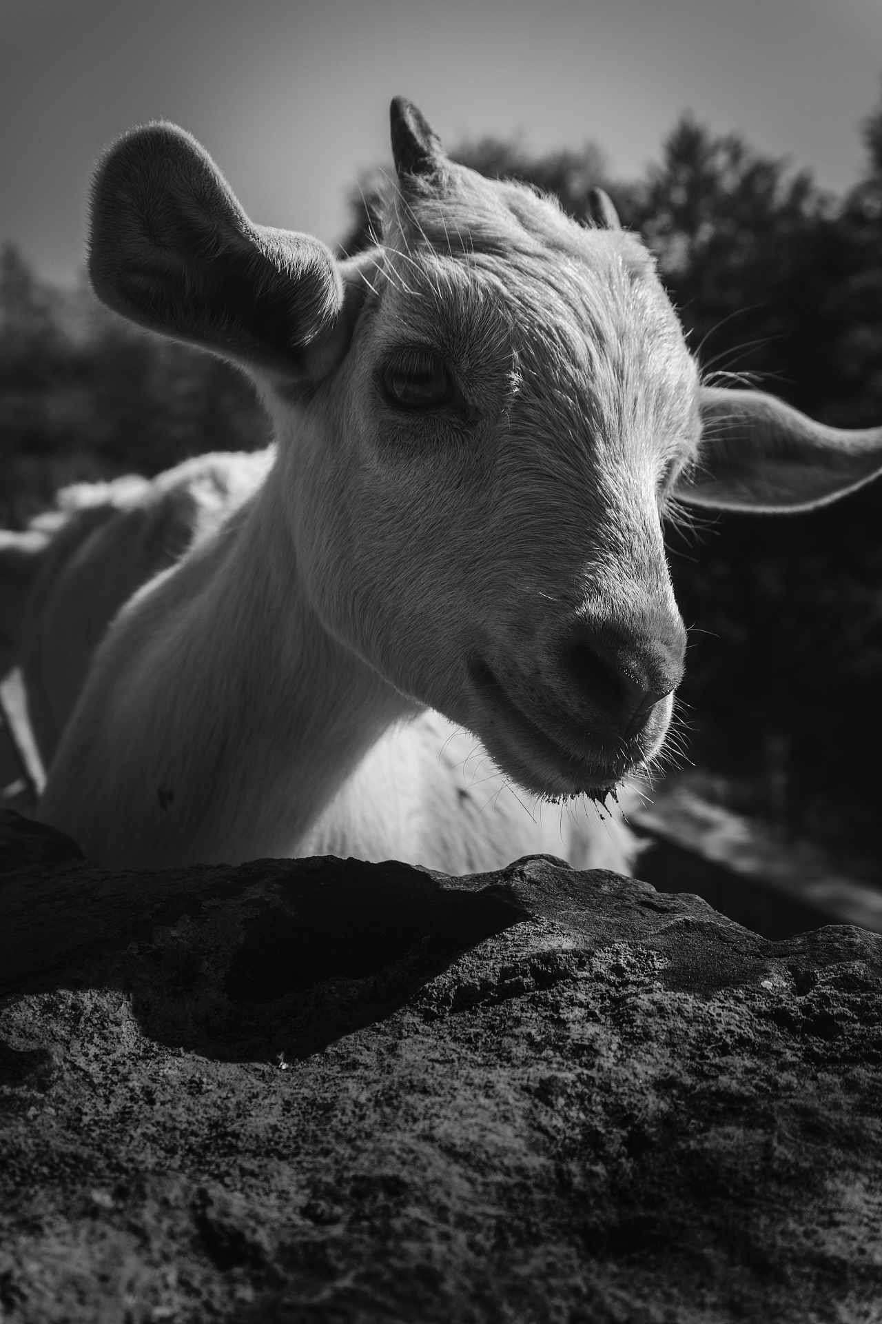 山羊|摄影|宠物摄影|bin丨bin - 原创作品 - 站酷 (zcool)