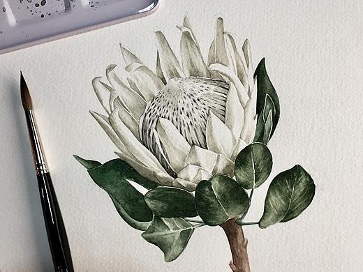手绘植物篇（帝王花）