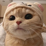 小橙小橙小陈的头像