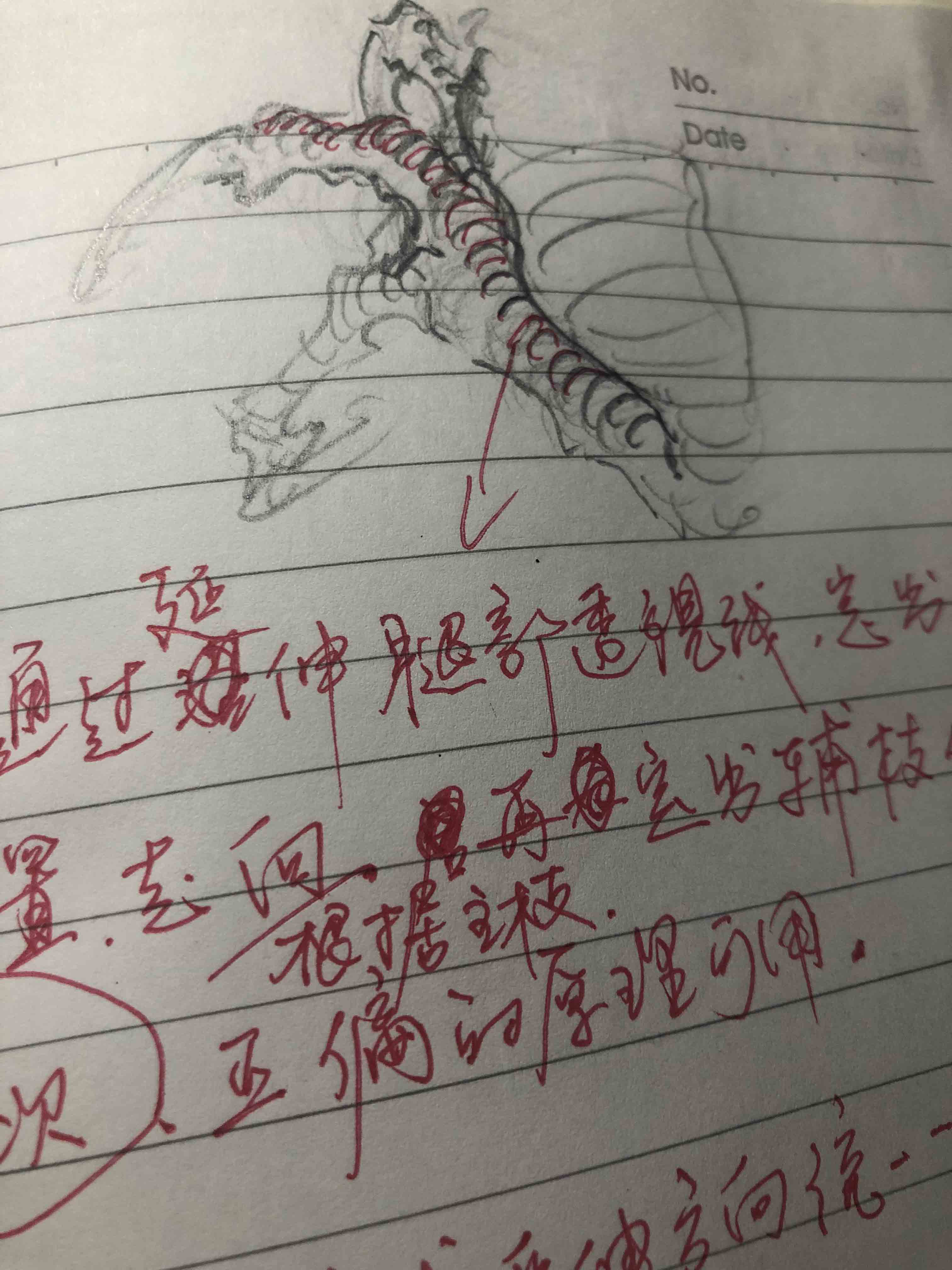 《画龙笔记》龙爪研究记,为由龙老师以前对龙腿和
