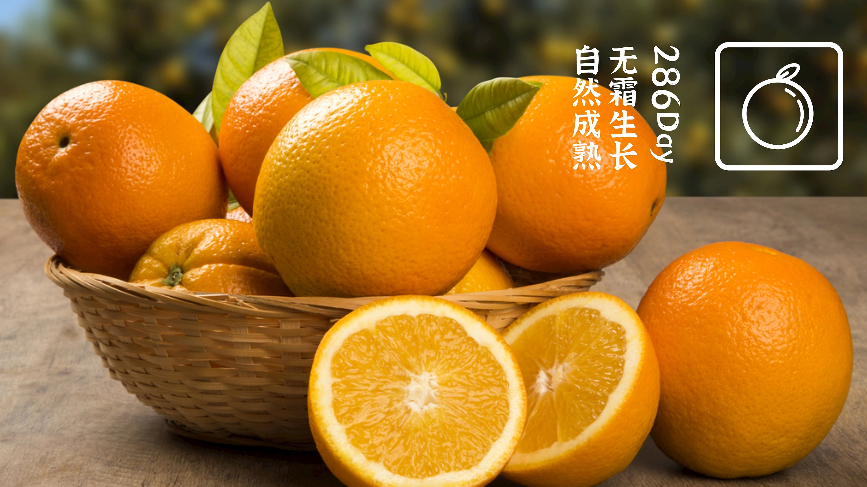 园丰脐橙——长在石漠岩上的园丰橙