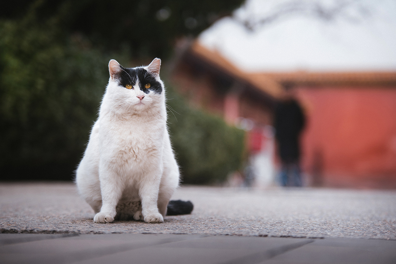 Farewell 2018【克查原创作品30】（图ZMTQwMTY0NTQ4） - 宠物摄影 - 站酷设计师克查原创素材 - 站酷ZCOOL