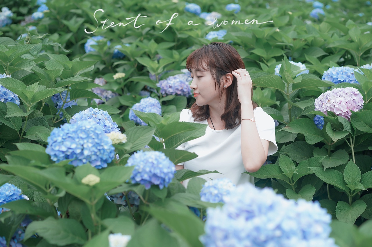 绣球花海/人像静物尽收