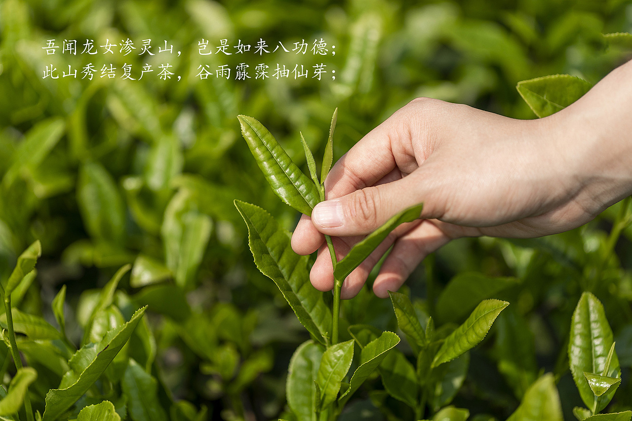 一杯人间甘露【御茶】之包装设计