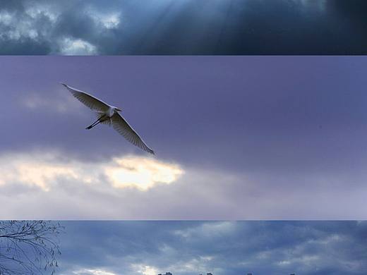 白鷺（個(gè)人主頁(yè)-ZNjI4OTgzNDQ=） - 風(fēng)光攝影 - 站酷設(shè)計(jì)師不在水里游泳的魚(yú)原創(chuàng)素材 - 站酷ZCOOL