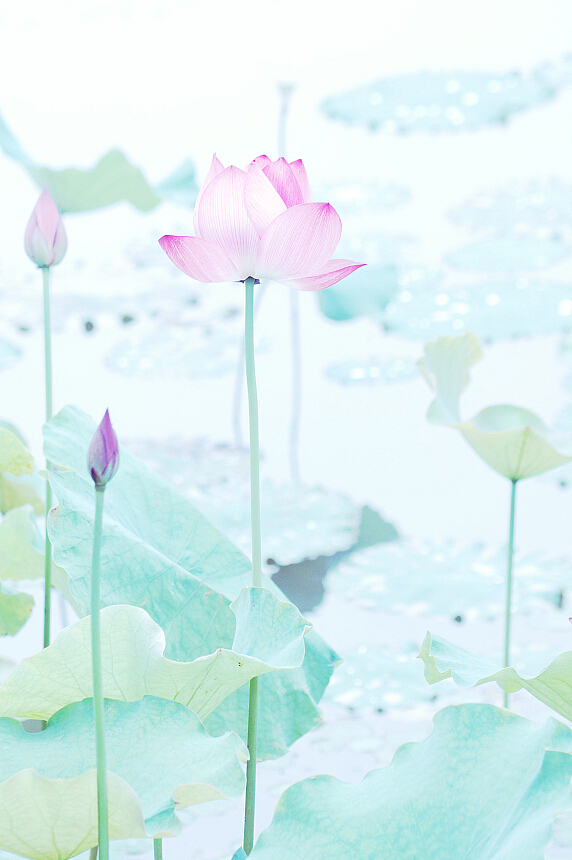 碧荷生幽泉,朝日艳且鲜.秋花冒绿水,密叶罗青烟.（图ZODAxNTAxODg=） - 产品摄影 - 站酷设计师杭州黄一能原创素材 - 站酷ZCOOL