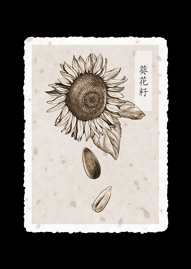 素描坚果（图ZOTg5NzkxMzY=） - 商业插画 - 站酷设计师quaint离奇原创素材 - 站酷ZCOOL