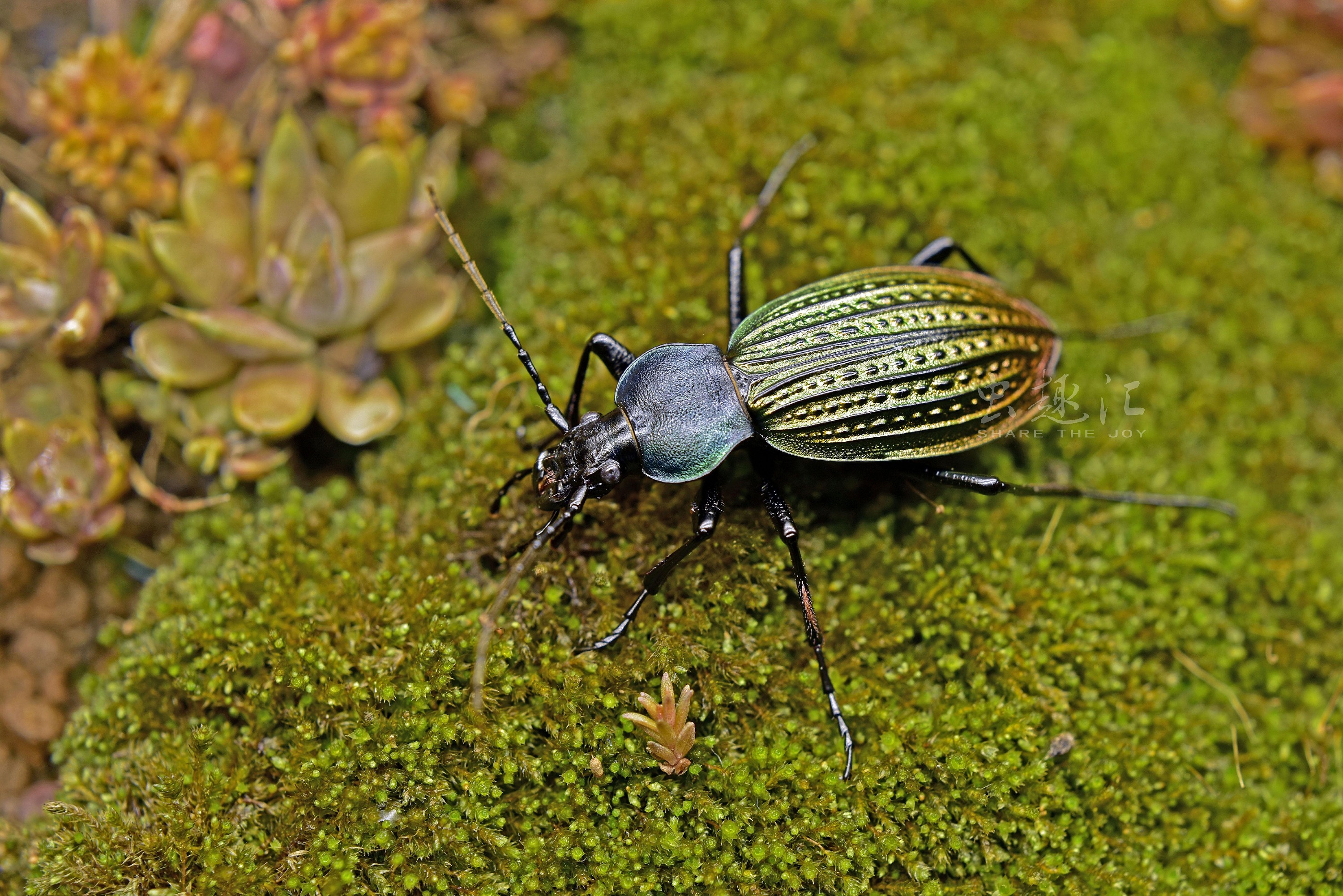 散落林间的艺术品硕步甲