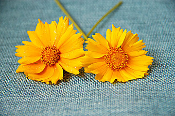 黎黎YSC的個(gè)人主頁(yè)（背景預(yù)覽） - 主頁(yè)背景設(shè)置 - 站酷設(shè)計(jì)師黎黎YSC原創(chuàng)素材 - 站酷ZCOOL