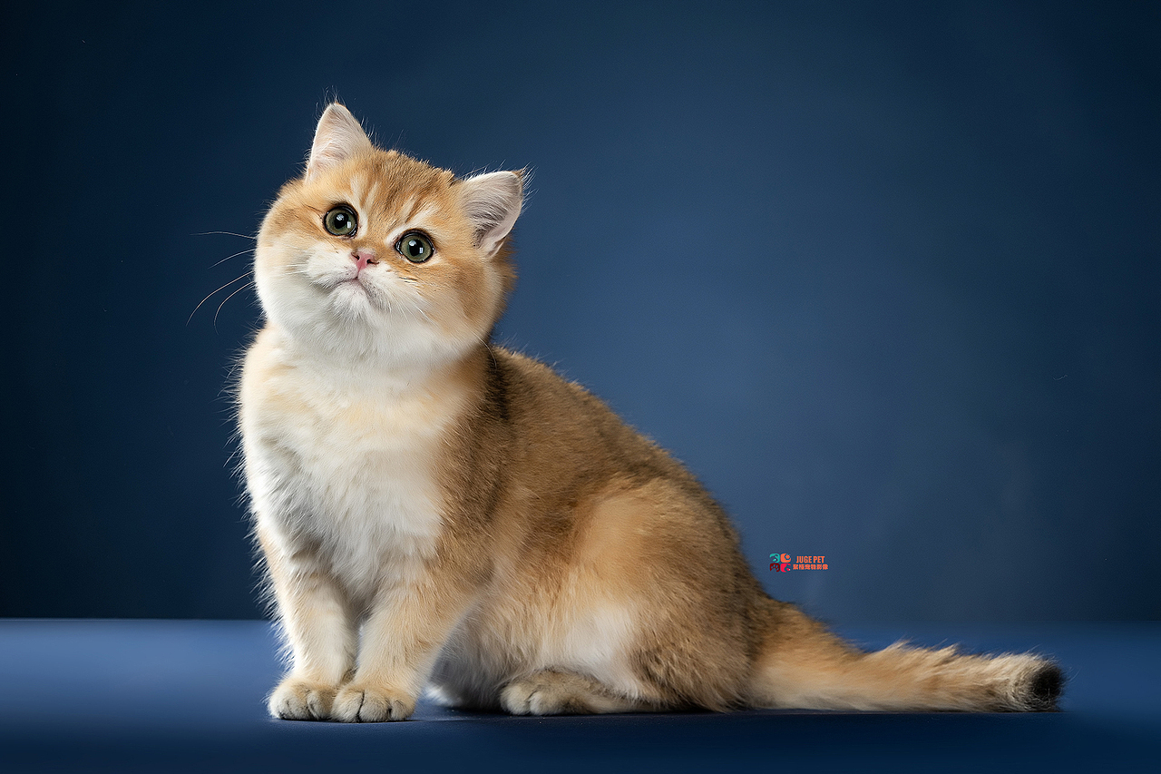 宠物摄影｜猫咪拍摄（图ZMjk4NTI1OTUy） - 宠物摄影 - 站酷设计师聚格宠物原创素材 - 站酷ZCOOL