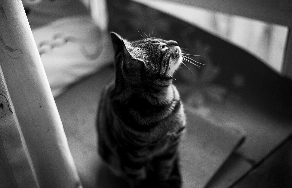 今日份撸喵(≧^.^≦)喵~