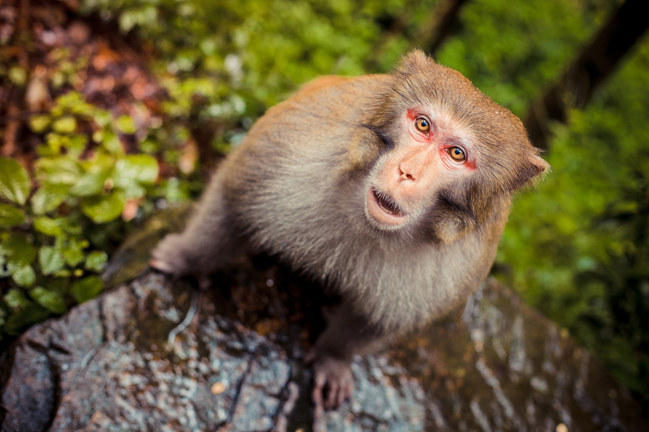 Monkey Takes Selfie on Tourists' Camera