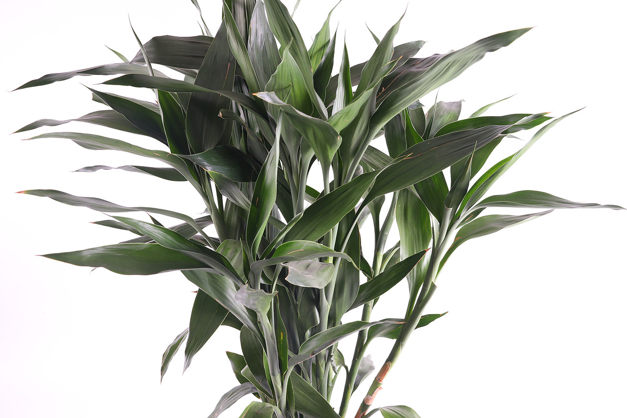B10鲜花园艺\C05-花瓶花盆花架\V01玻璃花瓶X1（图ZMjU1NzY4OTQ4） - 产品摄影 - 站酷设计师图海网原创素材 - 站酷ZCOOL