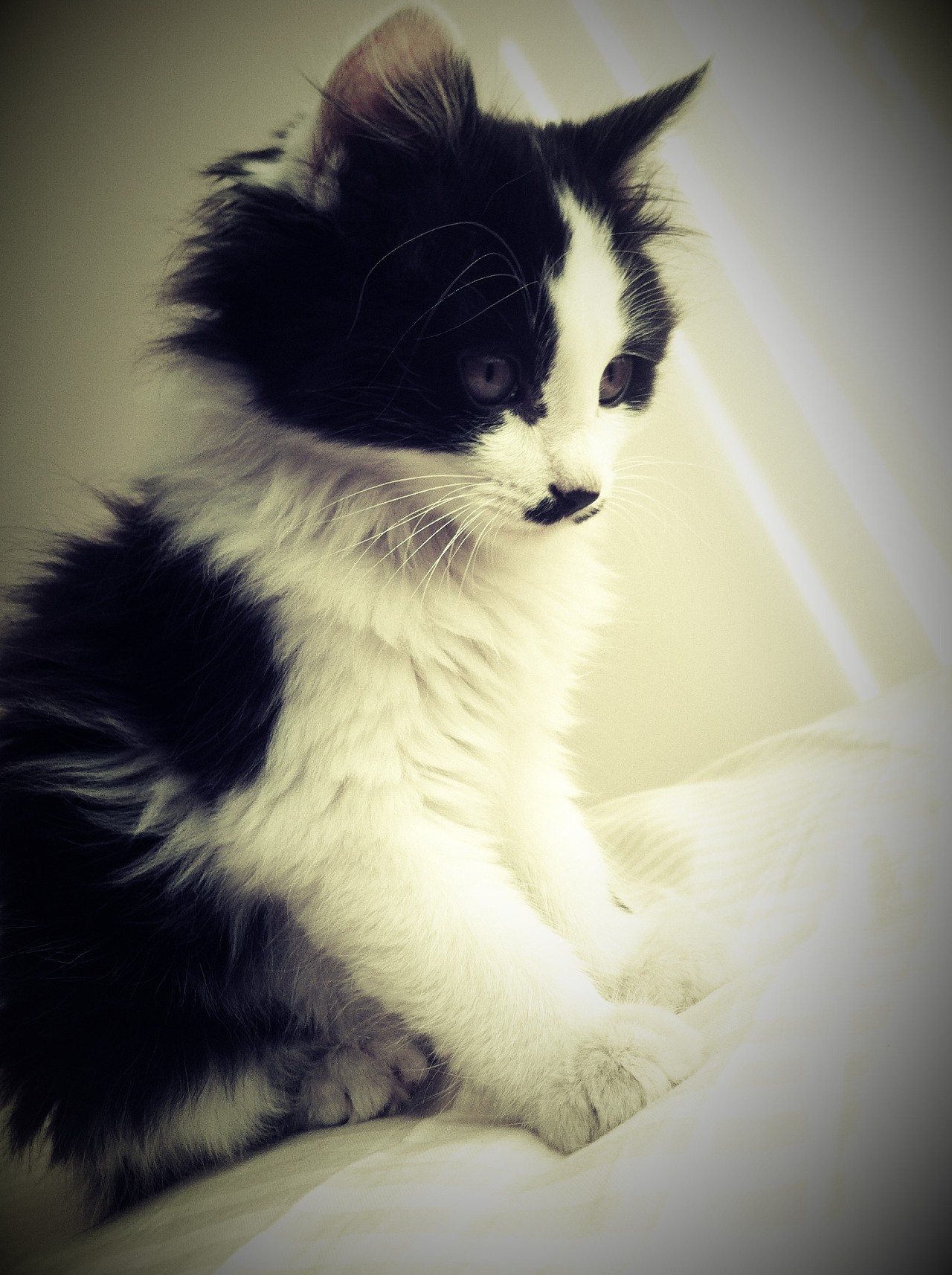 爱睡觉的猫咪妙妙