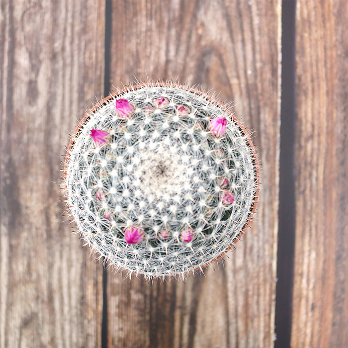 仙人掌-绿植-植物（图ZMTQyNzk1ODgw） - 产品摄影 - 站酷设计师糖少爷原创素材 - 站酷ZCOOL