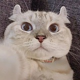 用戶頭像